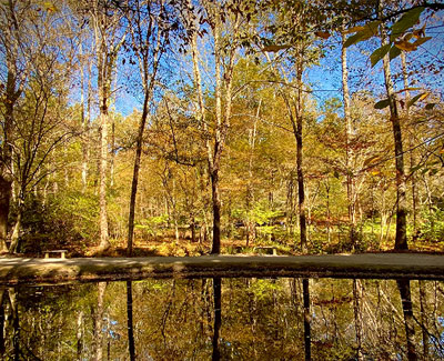 Trees by water