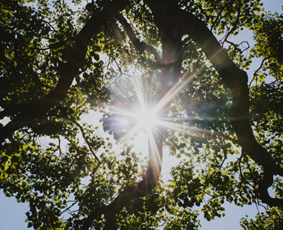 Sun shining between trees