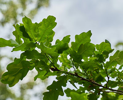 Leaves on branch