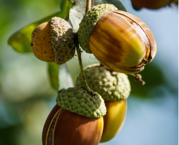 Oak nuts